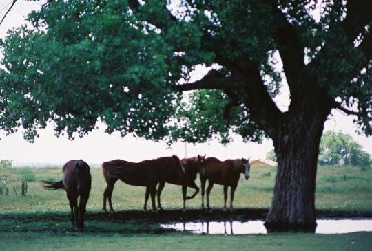 Lazy Rafter Cutting Horses