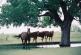 Cutting Horses in Kansas