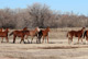 Cutting Horses in Kansas