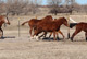 Cutting Horses in Kansas