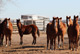 Cutting Horses in Kansas