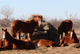 Cutting Horses in Kansas