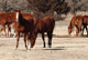 Cutting Horses in Kansas