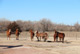 Cutting Horses in Kansas
