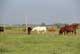 Cutting Horses in Kansas