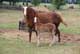 Cutting Horses in Kansas