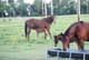Cutting Horses in Kansas