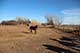 Horses For Sale in Kansas