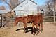 Horses For Sale in Kansas