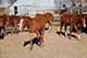 Horses For Sale in Kansas