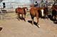 Horses For Sale in Kansas