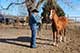 Horses For Sale in Kansas