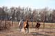 Horses For Sale in Kansas