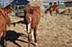 Horses For Sale in Kansas