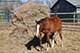Horses For Sale in Kansas