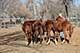 Horses For Sale in Kansas