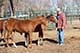 Horses For Sale in Kansas