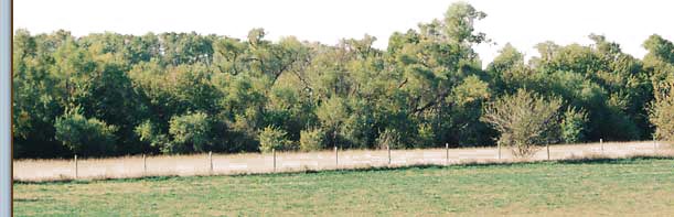 Horses for sale in Kansas